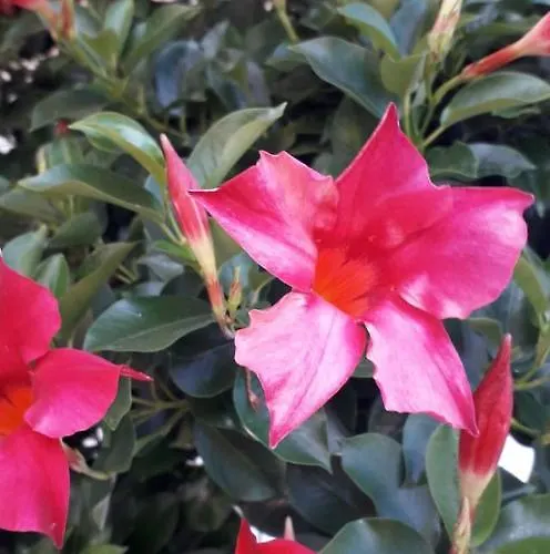 アパート Milotic